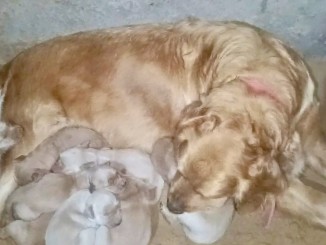 Golden Retriever – Pure Golden Retriever Puppies – Advance Booking Open – Khaliawas