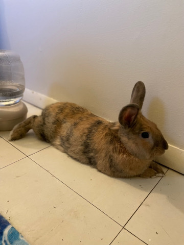 Max the bunny for sale, litter trained!