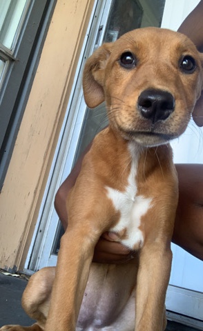 Female puppy for sale !!