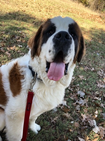 St. Bernard – Saint Bernard