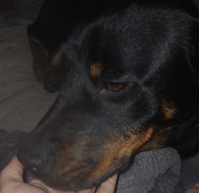 Rottweiler – Rosalyn (Rose) Female – Hutchinson