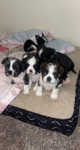 Boston Terrier – sell pet