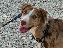 Catahoula Cur – Catahoula Female Dog – Tampa