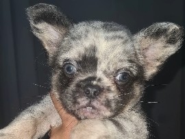 French Bulldog - ✨ Enchanted Frenchie Puppies Ready Now! ✨ available for adoption in London
