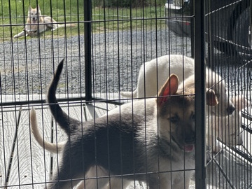 German Shepherd – German sheperd puppies – Charlotte
