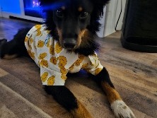Border Collie – loveable super energetic boy – Park Forest
