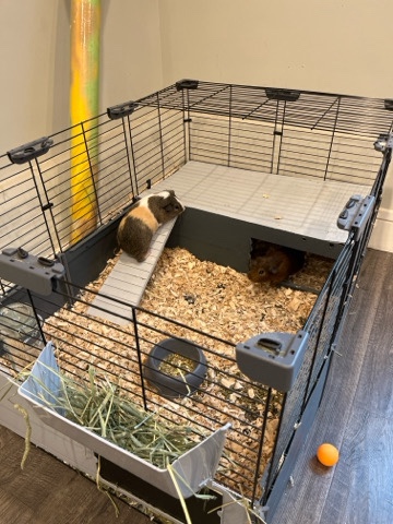 2 Male Guinea Pigs (with cage)