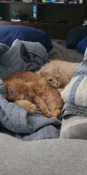 2 loving cats to a good home!