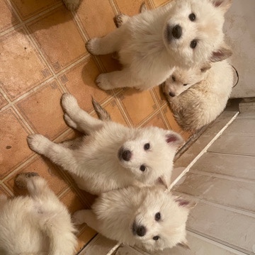 Akita – mixed breed husky Akita