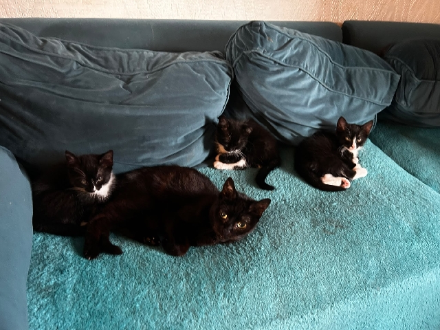 kittens for sale – Burton upon Trent