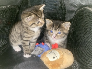 British Shorthair – kittens to go to their forever homes – Hinckley