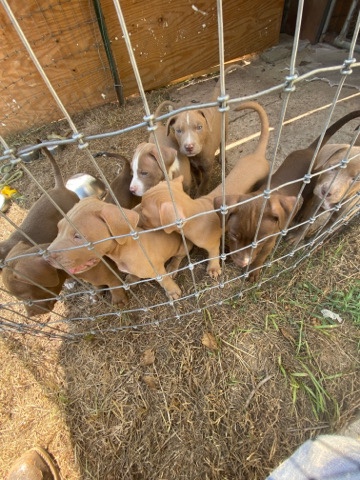 American Pit Bull Terrier – Pitbull/Golden Retriever Puppies For Sale