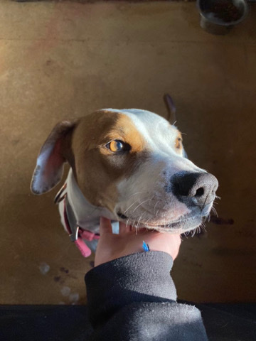 Free dog to good home