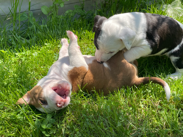 American Staffordshire Terrier – bebe chiots