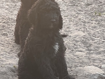 Goldendoodle – goldendoodle – Lehigh Acres