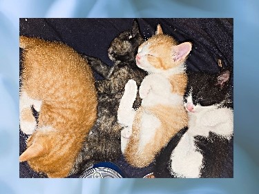 Looking for loving home for my kittens – Elizabeth