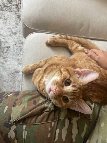 Bengal – My name is Tony