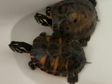 Schildkröten – Neustadt an der Aisch