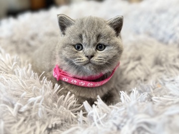 British Longhair - britisch kurz Haar Katze  available for adoption in Butzbach