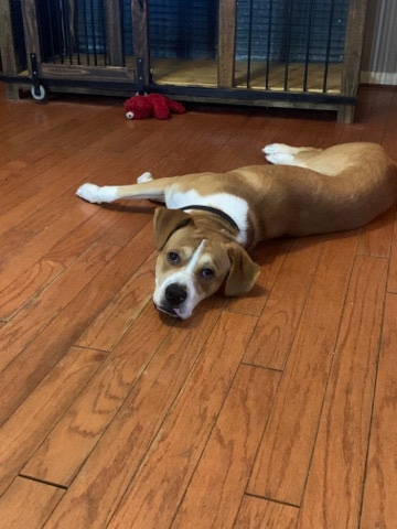 Boxer – Bubba needs a home