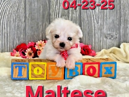 Xerxes a male Maltese, Hypoallergenic Pet Only 