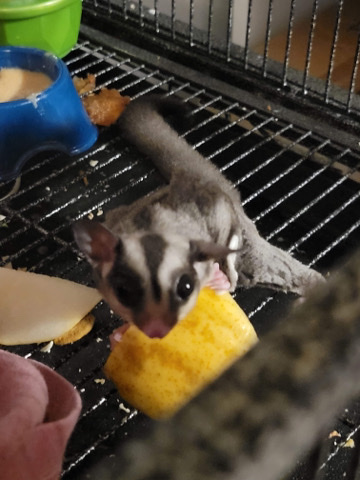 sugar glider