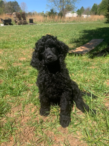 Poodle – Male Standard Poodle
