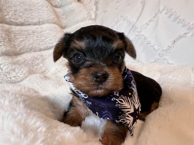 Yorkshire Terrier – Female Yorkie