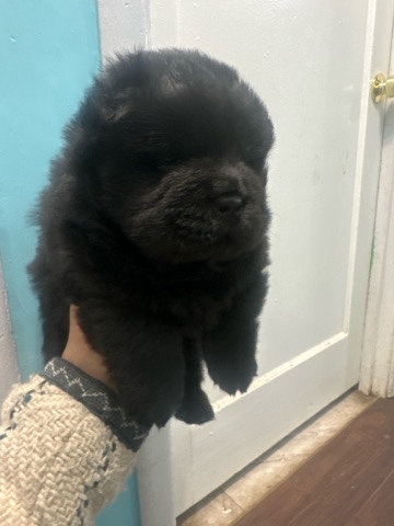 Male Chow chow 