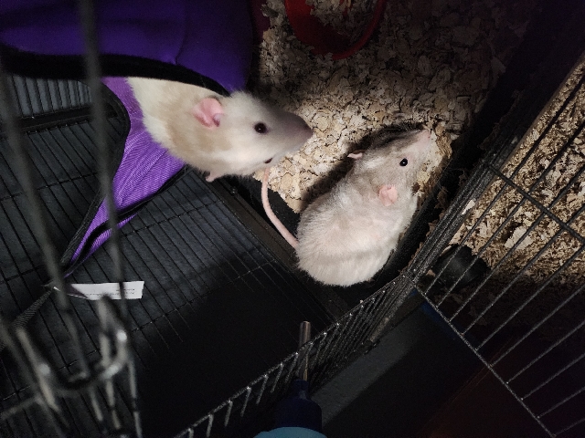 2 rats for sale