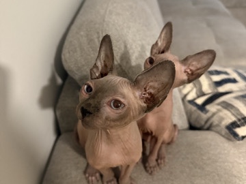 Sphynx – ✨ Sphynx Kittens for Sale – Ready for Their Forever Homes! ✨ – Kendall West