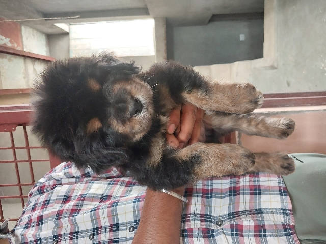 Tibetan Mastiff – dog sell