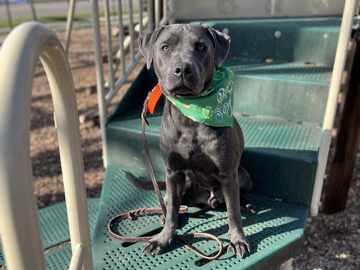 Pit Bull – Lab Mix