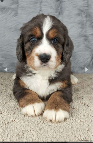 Bernese Mountain Dog – bernedoodle puppy for sale!!