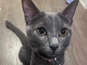 urgent rehoming Young Adult Indoor Cat for Rehoming in Arlington – Arlington