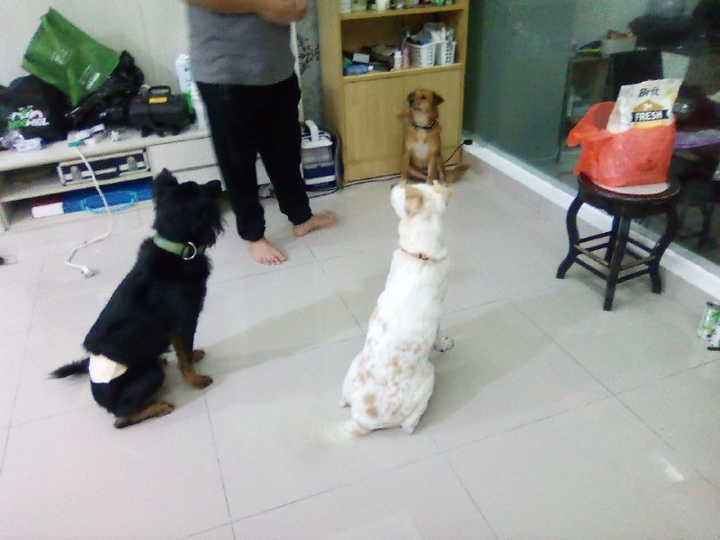 Preview of PetsFami Dog Training 24hr