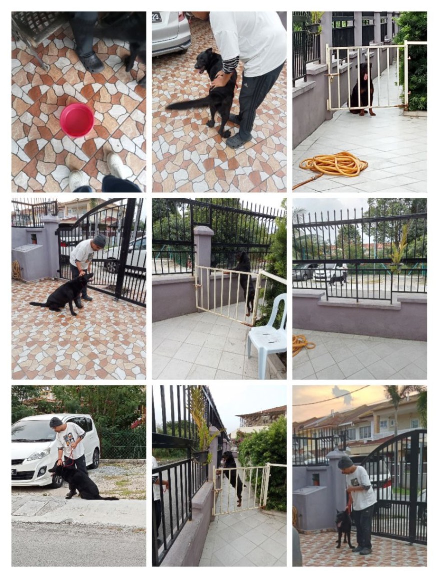 Preview of PetsFami Dog Training 24hr