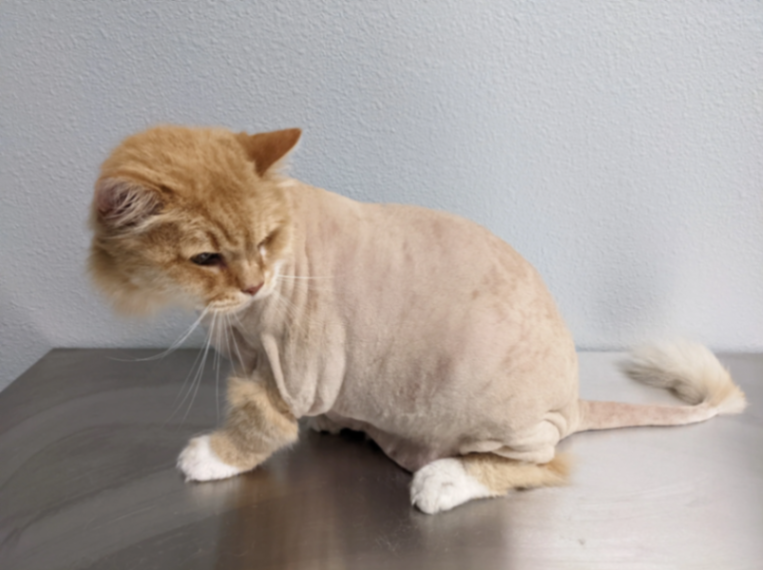 Preview of Lion Cut