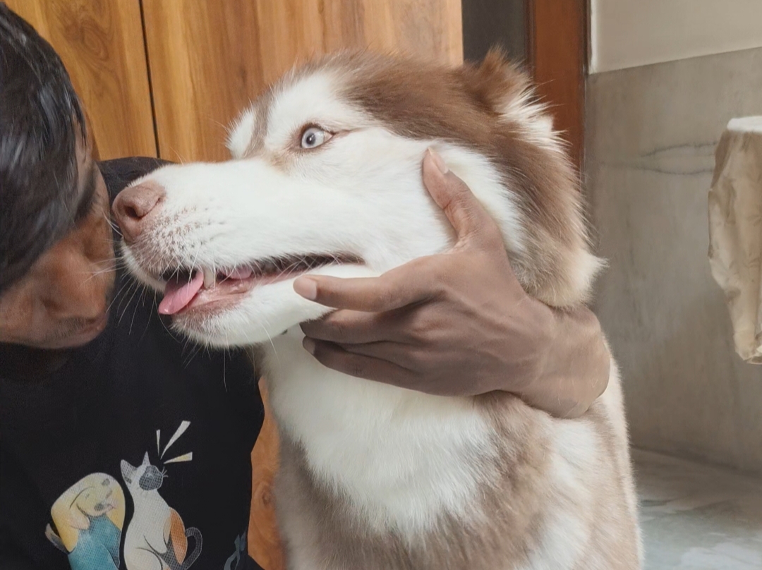 Grooming Ocean Suri: A Day in the Life of Kalkajiβs Most Energetic Siberian Husky πΎ