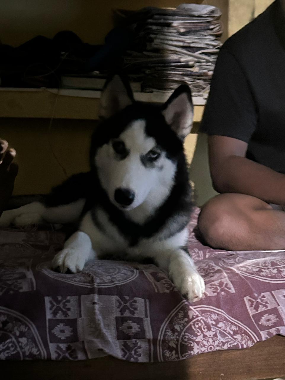 Food Suggestions for My Husky