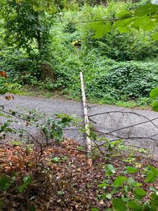 Foto aus 100 Jahre Pfadi Worb