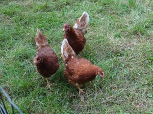 Foto aus SoLa 2021 Wolfsstufe