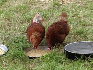 Foto aus SoLa 2021 Wolfsstufe