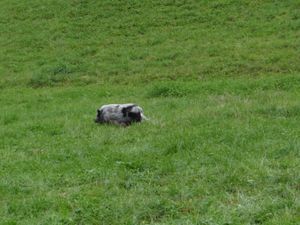 Foto aus SoLa 2021 Wolfsstufe