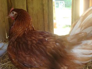 Foto aus SoLa 2021 Wolfsstufe