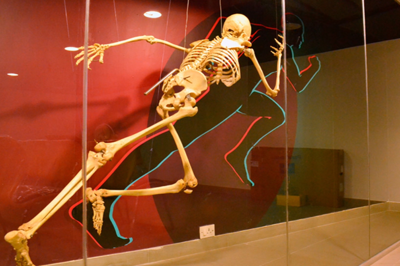 Manipal Museum of Anatomy & Pathology - Image 1