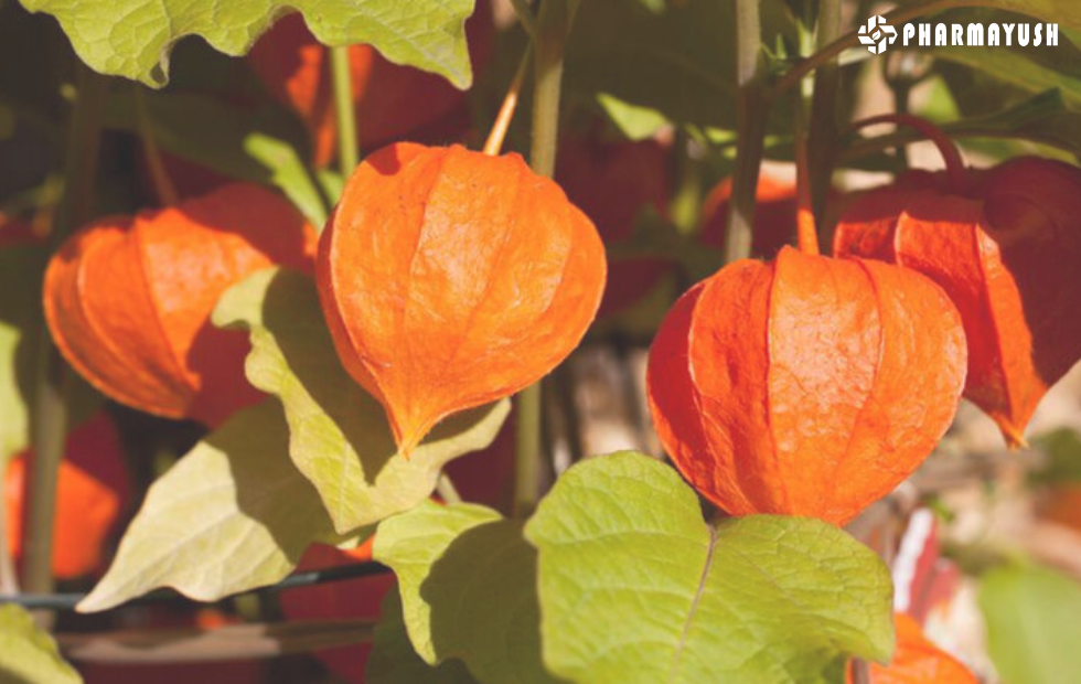 A Guide to Ashwagandha's Uses, Benefits, Side Effects