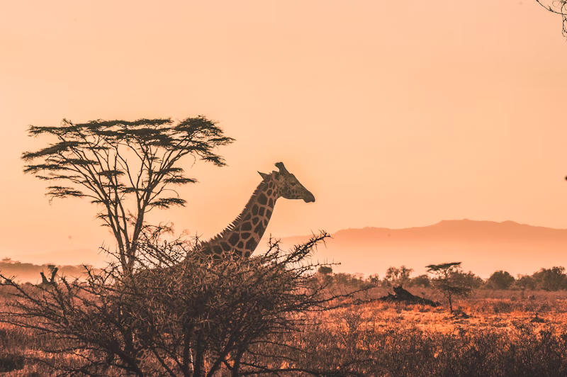 Safari guide with binoculars