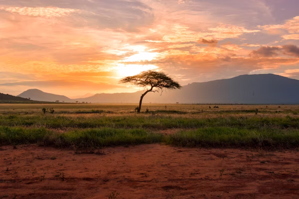 Elephant herd at sunset in Africa