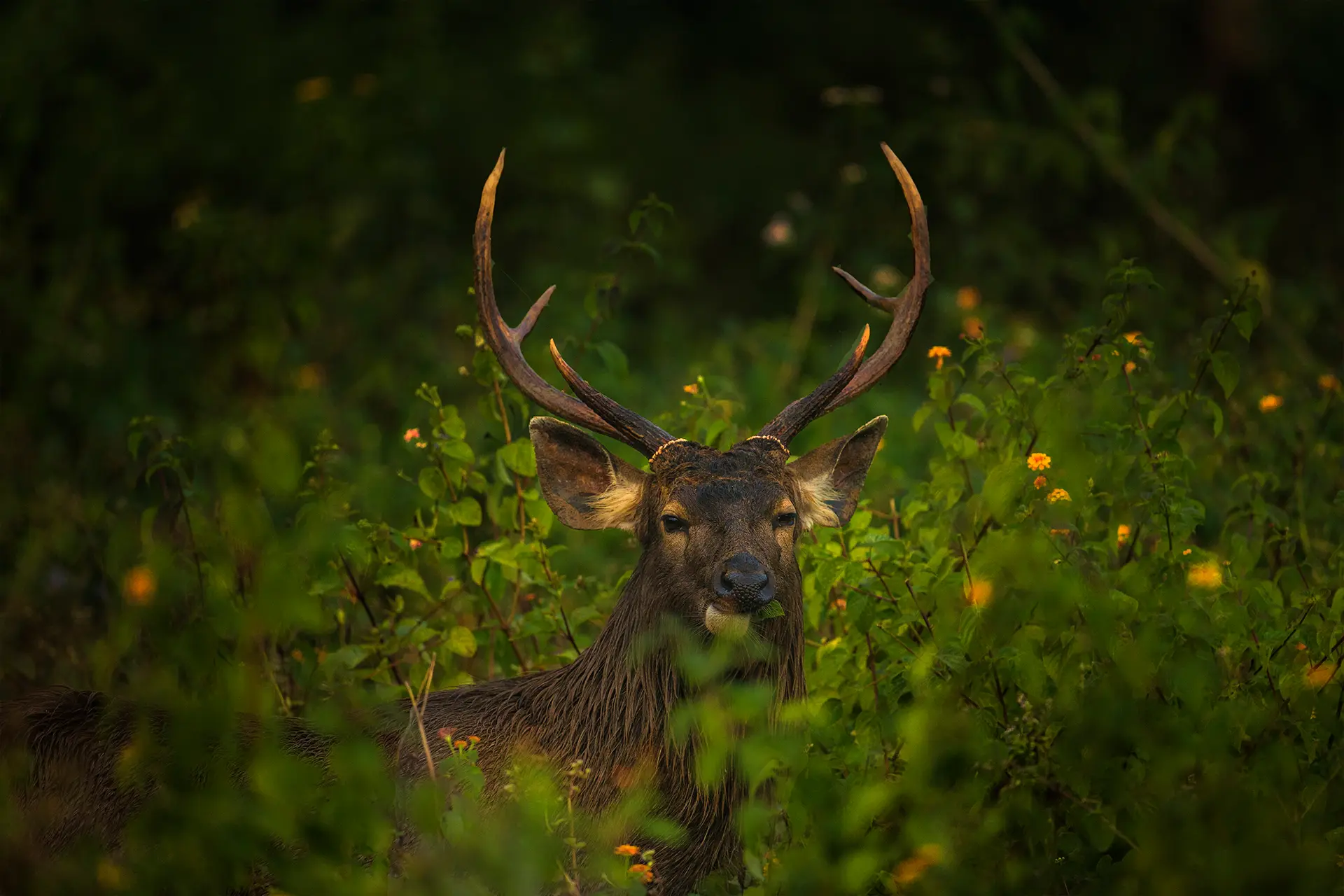 Pench Tiger Reserve Tour